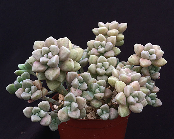 Graptopetalum mendozae