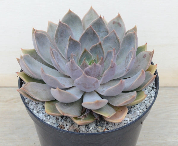 Echeveria 'Mensa'