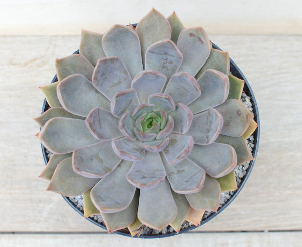 Echeveria 'Mensa'