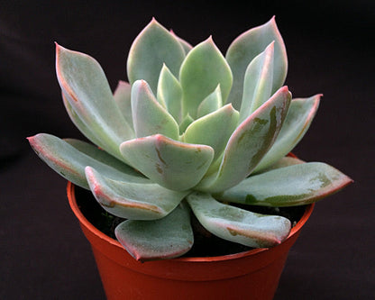 Echeveria 'Mazarine'