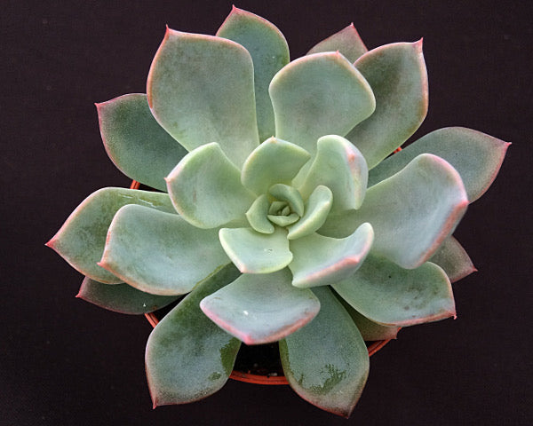 Echeveria 'Mazarine'