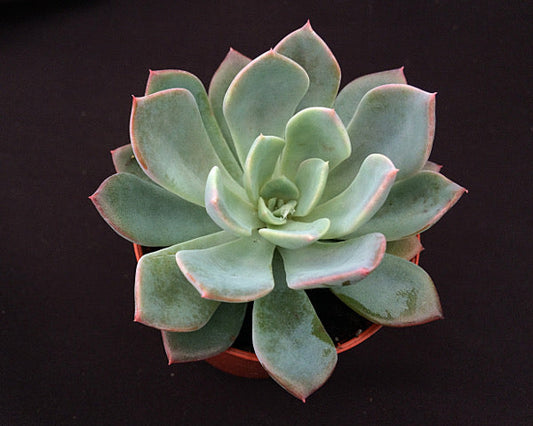 Echeveria 'Mazarine'