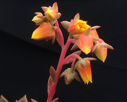 Echeveria 'Meteor'