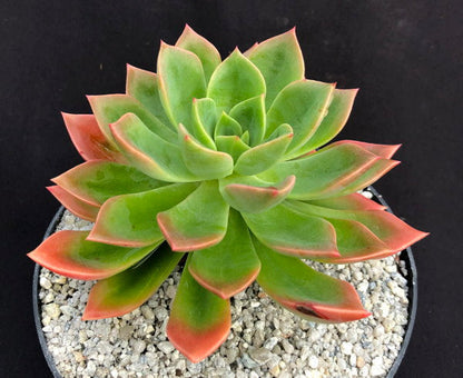 Echeveria 'Meteor'