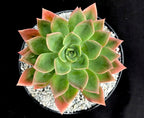 Echeveria 'Meteor'