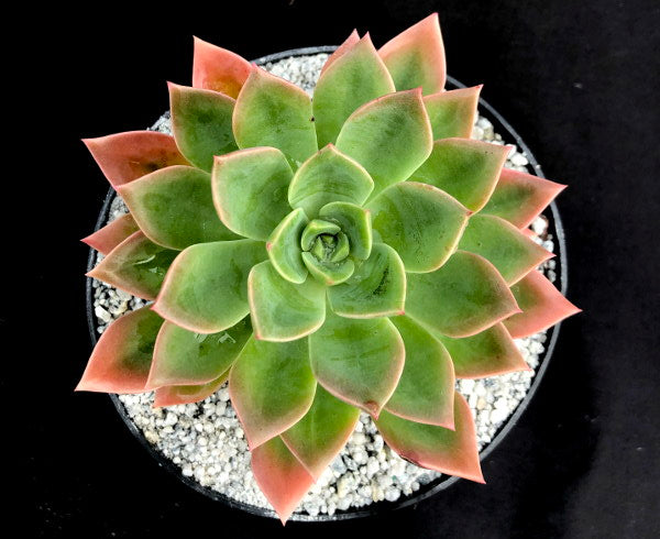 Echeveria 'Meteor'