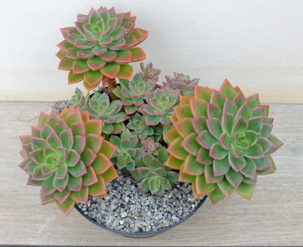 Echeveria 'Meteor'