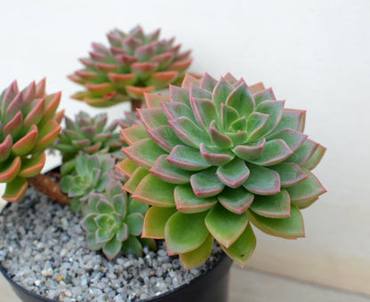 Echeveria 'Meteor'