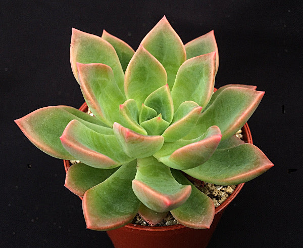 Echeveria 'Meteor'