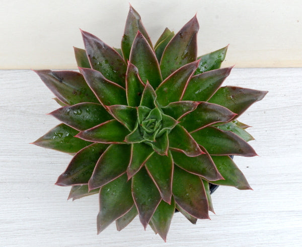 Echeveria 'Mexicano'