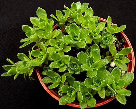 Crassula milfordiae