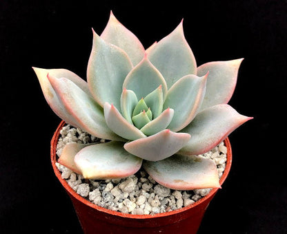 Echeveria 'Misty'