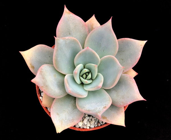 Echeveria 'Misty'