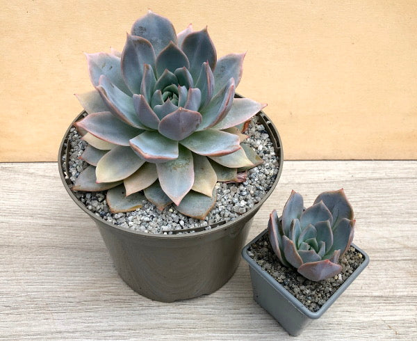 Echeveria 'Misty'