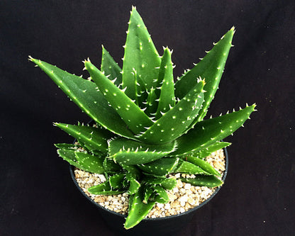 Aloe mitriformis