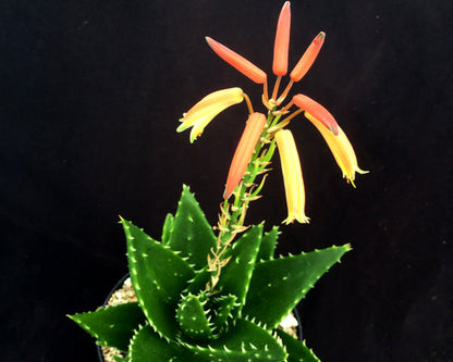 Aloe mitriformis