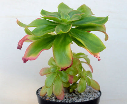 Echeveria montana