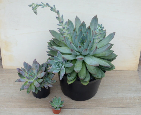 Echeveria 'Moonshadow'