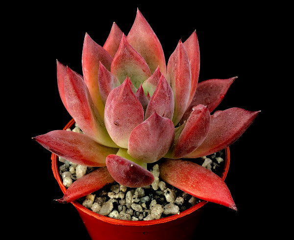 Echeveria 'Moroccan Sunset'