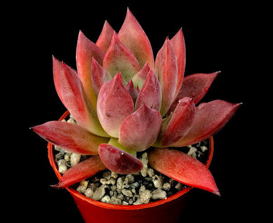 Echeveria 'Moroccan Sunset'