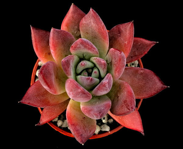 Echeveria 'Moroccan Sunset'