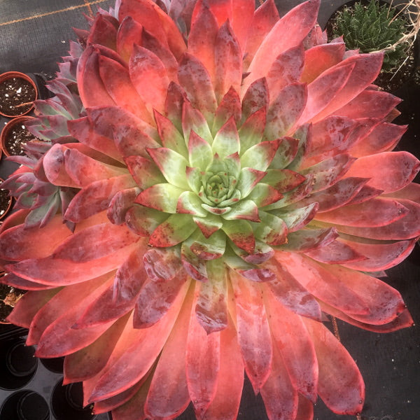 Echeveria 'Moroccan Sunset'