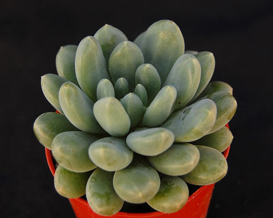 x Pachyveria 'Mrs Coombes'