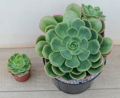 Echeveria mucronata