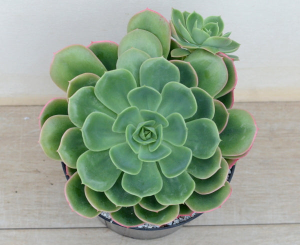 Echeveria mucronata