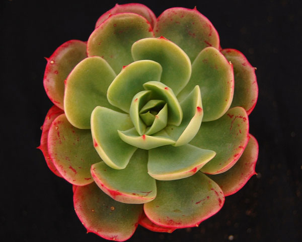 Echeveria mucronata