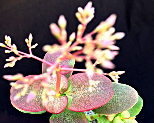 Crassula multicava