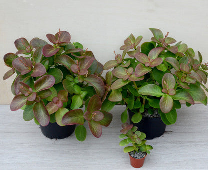 Crassula multicava