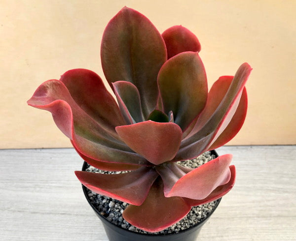 Echeveria 'NASA'