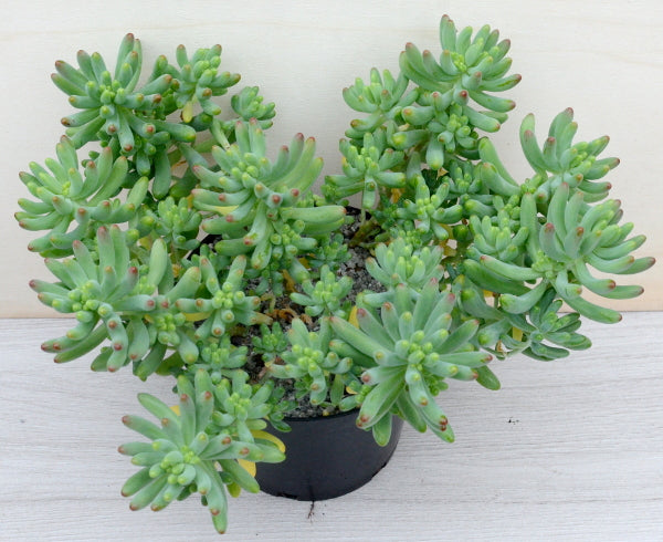 Sedum pachyphyllum 'Rose'