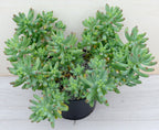 Sedum pachyphyllum 'Rose'