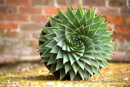 Aloe polyphylla (Spiral Aloe)