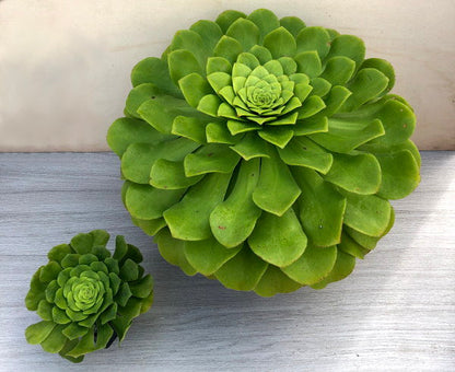 Aeonium tabuliforme x nobile