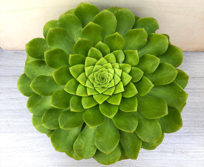 Aeonium tabuliforme x nobile