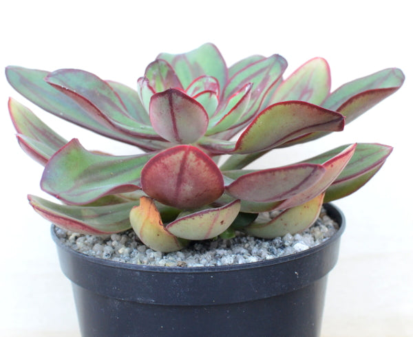 Echeveria nodulosa