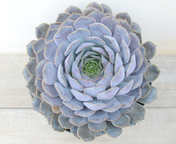 Echeveria 'Orion'