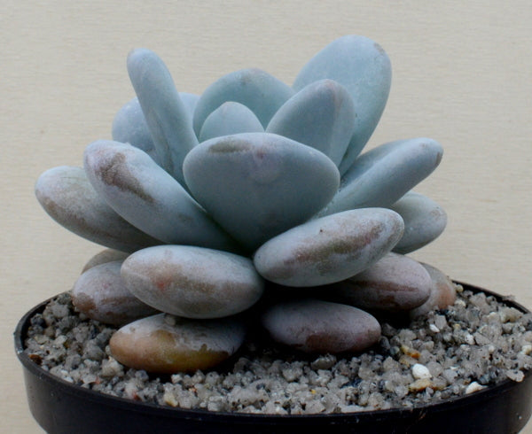 Pachyphytum oviferum | Moonstones