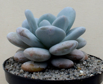 Pachyphytum oviferum 'Moonstones'