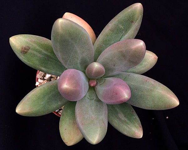 Pachyphytum oviferum x viride