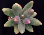 Pachyphytum oviferum x viride