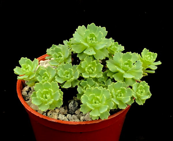 Sedum pachyclados