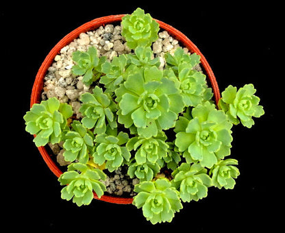 Sedum pachyclados