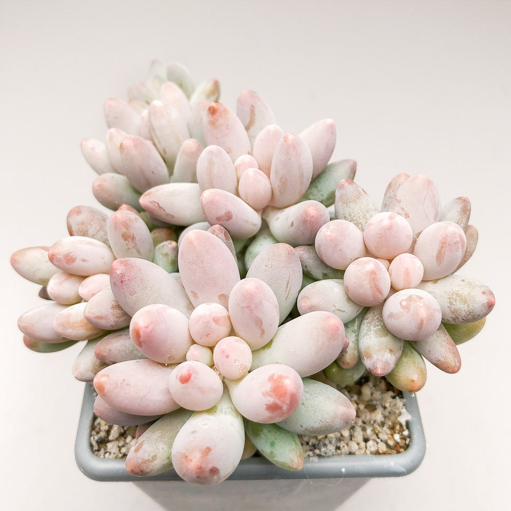 Pachyphytum 'Baby Fingers'