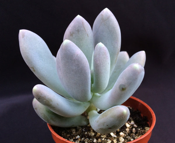 glutinicaule succulent Pachyphytum glutinicaule – Surreal Succulents