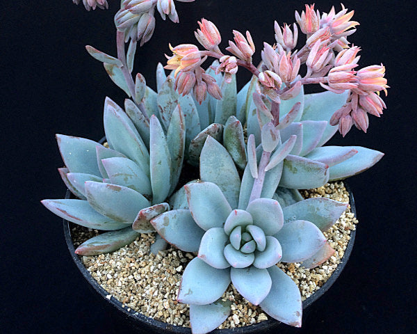 powder puff succulent x Pachyveria 'Powder Puff' – Surreal Succulents