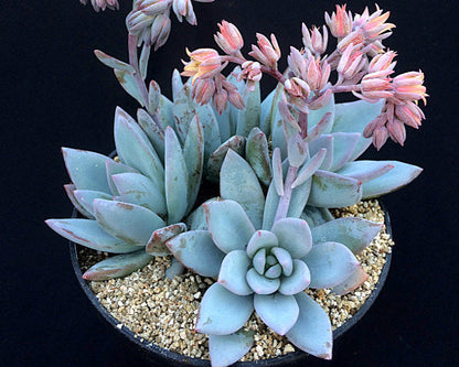 x Pachyveria 'Powder Puff'